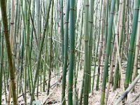 G45A0543 : Exodus2014