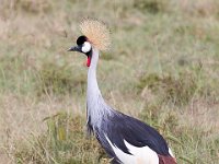 G45A1061 : Exodus2014