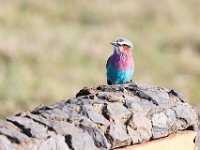 G45A1100 : Exodus2014