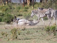 G45A1857 : Exodus2014